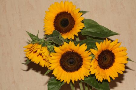 太阳花, 开花, 绽放, 植物, 关闭, 夏季, 黄色