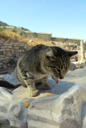 猫, 土耳其