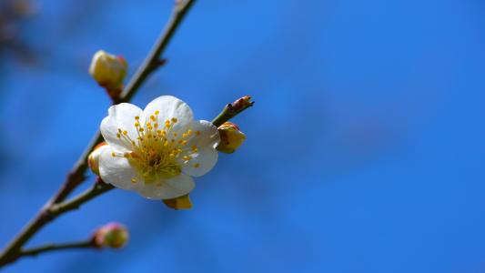 梅花, baekmae, 春天的花朵, 庄严, 尊严