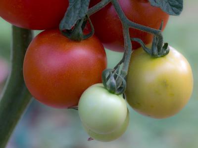 西红柿, 蔬菜, tomatenrispe, 穗, 桁架