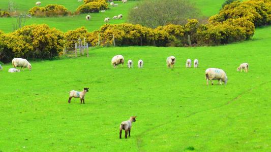 爱尔兰, 羊, 绿色, 景观, 自然, 草, 农场