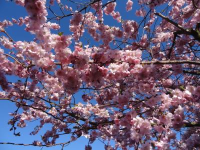 春天, 粉色, 日本樱花, 绽放, 蓝蓝的天空, 花开花, 春的觉醒