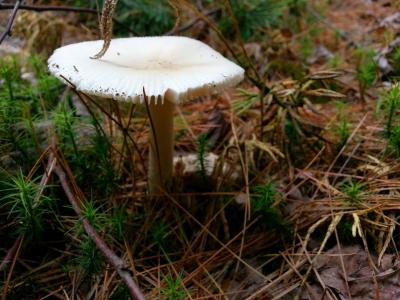 蘑菇, 森林, 自然, 木材, 地面, 真菌