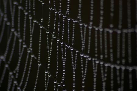 蜘蛛网, 露水, 水滴, 滴眼液, 自然, web, 秋天