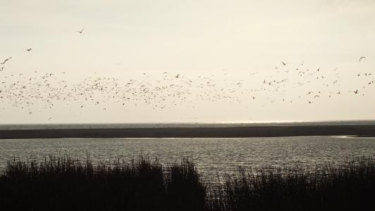 湿地, 鸟类, 自然, 景观