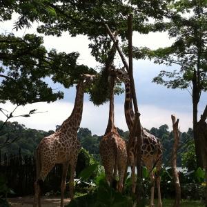 动物园, 长颈鹿, 树木, 长颈鹿, 非洲, 自然, 野生动物