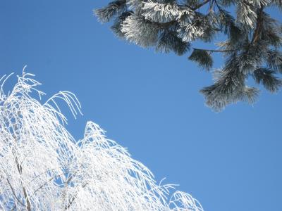 北海道, 旭, 冬天, 自然, 雪, 树, 弗罗斯特