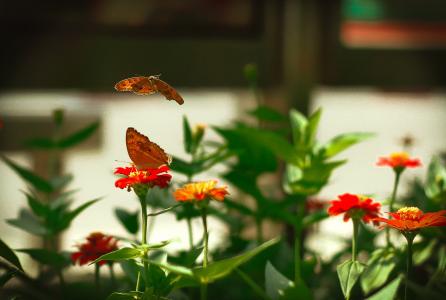 动物, 花蝴蝶, 美, 花, 早上, 红色, 在做梦