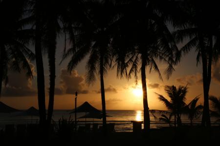 日落, 海滩, 棕榈树, 自然