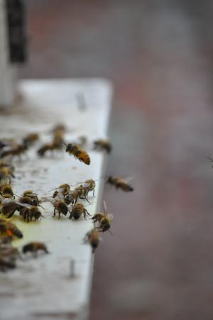 蜜蜂, 无人, 采蜜, 养蜂, 蜜蜂, 蜂蜜