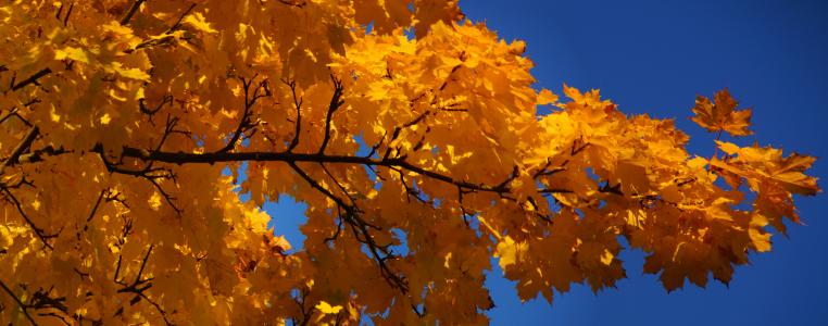 枫树, 枫叶, 叶, 秋天, 鲜艳的颜色, 黄色, 蓝蓝的天空