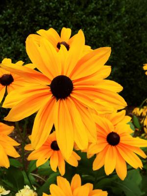 花, 开花, 绽放, 植物, 自然, 黄色, 太阳帽子