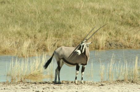 羚羊, 羚羊, 纳米比亚, 放牧羚羊, 野生动物, 动物, 自然
