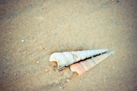 蜗牛, 海滩, 特写