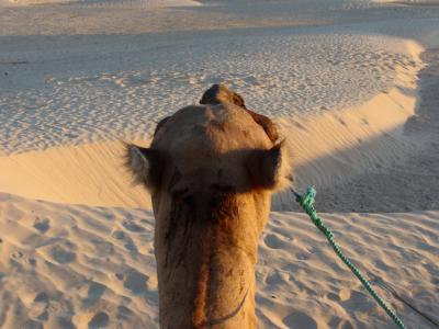 沙子, 撒哈拉沙漠, 骆驼, 非洲, 热, 沙漠, 沙丘