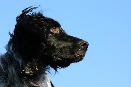 münsterländer, 狗, 猎狗, 是, 黑色, 智能化, 犬
