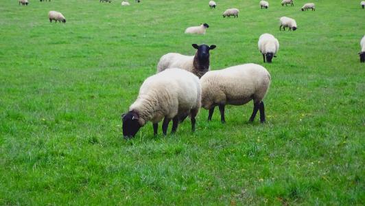 羊, 草, 字段, 牲畜, 农村, 放牧