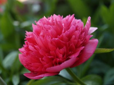 芍药厚朴, 牡丹, bondepeon, 粉红色的颜色, 花, 自然, 特写