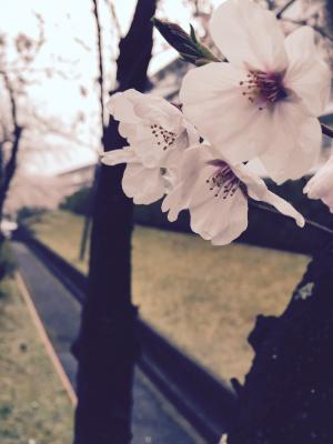 白色, 春天, 樱花