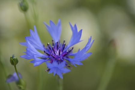 矢车菊, 蓝色, 矢车菊, 绽放, 宏观, 蓝色的花, 紫色