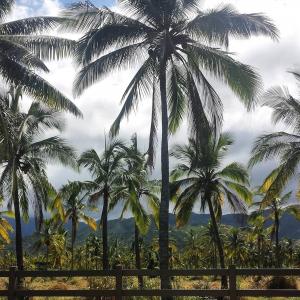 棕榈, 热带, 夏威夷, 自然