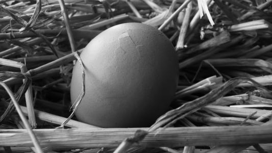 鸡蛋, 稻草, 黑色, 白色, 背景, 自然, 蛋壳