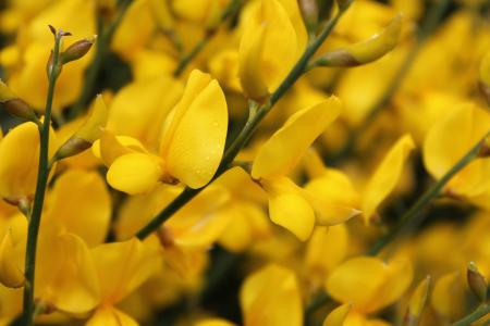黄色, 花, 绽放, 春天, 开花, 植物, 黄色的花