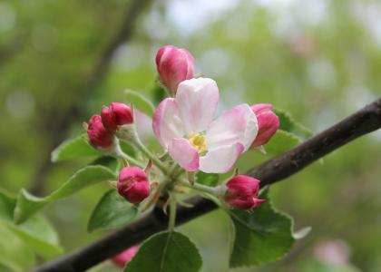 花, 绽放, 树, 春天, 粉色, 树上苹果, 自然