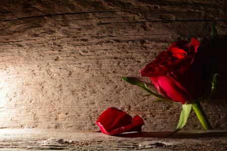 红玫瑰, 罗森布拉特, 木材, 背景