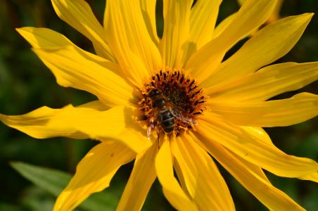 开花, 绽放, 花, 植物, 黄色, 蜜蜂, 昆虫