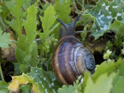 蜗牛, 自然, 动物, 壳, 雌雄同体, 植物