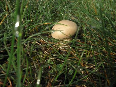 蘑菇, 草甸, 秋天, 小, 在草地上, 自然