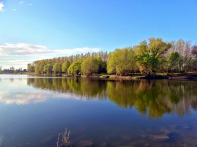 多瑙河, 回水, 春天, 大道, 反思, 树, 水