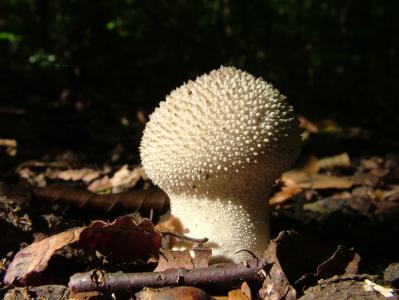 bovist, 蘑菇, 森林, 秋天