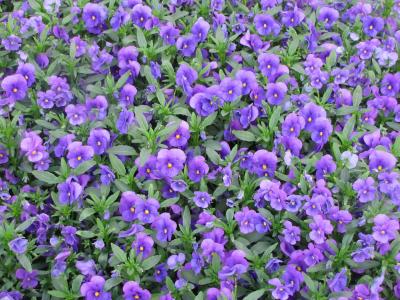 三色紫罗兰, 春天, 花, 三色堇, 紫色