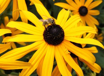 昆虫, 花, 蜜蜂, 自然, 黄色, 植物, 夏季