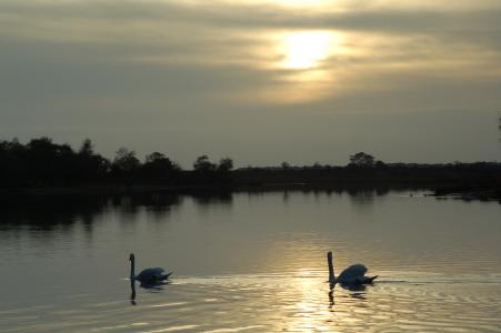 天鹅, 湖, 日落, 反思, 鸟, 平静, 优雅