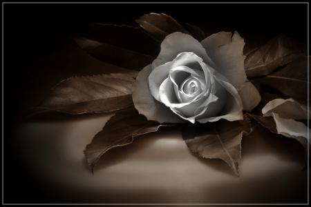 玫瑰图片, 玫瑰棕褐色, 美丽的玫瑰