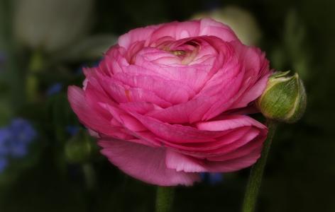毛茛, 花, 粉色, 春天, 花毛茛叶片, 春天的玫瑰, 毛茛科
