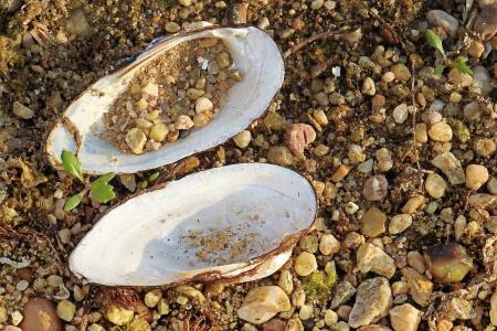 壳, 河壳, 江边, 卵石