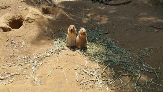草原犬鼠, 动物园, 双胞胎