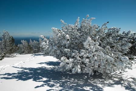 冬天, 雪, 冬季景观, 树木