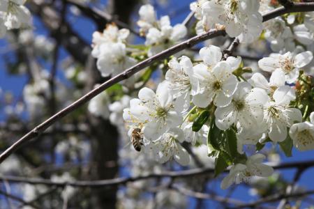 蜜蜂, 樱桃, 绽放, 授粉, 樱花, 白色的花, 春天