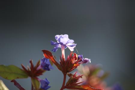 秋天, 花, 蓝色, 自然, 开花, 绽放, 植物