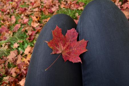 秋天的落叶, 秋天, 枫树, 枫叶, 红色
