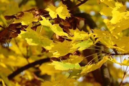 挪威枫, 枫叶, 宏 platanoides, 黄色的树叶, 秋天的落叶