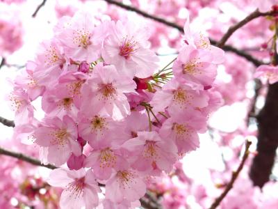 樱花, 愉快的绽放, 天空, 春天, 树, 粉色, 自然