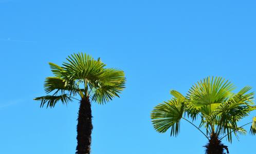 棕榈, 植物, 风扇棕榈, 棕榈树, 天空, 夏季, 假日