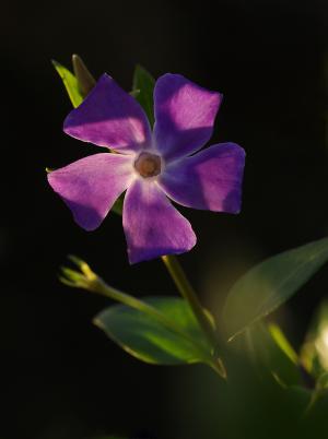 pervenche, 花, 紫色, 自然, 植物, 花瓣, 头花
