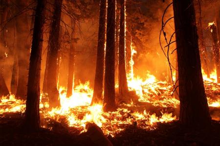 野火, 森林, 消防, 大火, 吸烟, 树木, 热